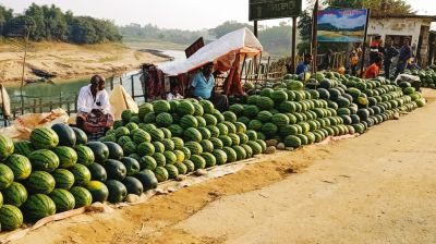 গোয়াইনঘাটে বেড়েছে তরমুজের চাষ