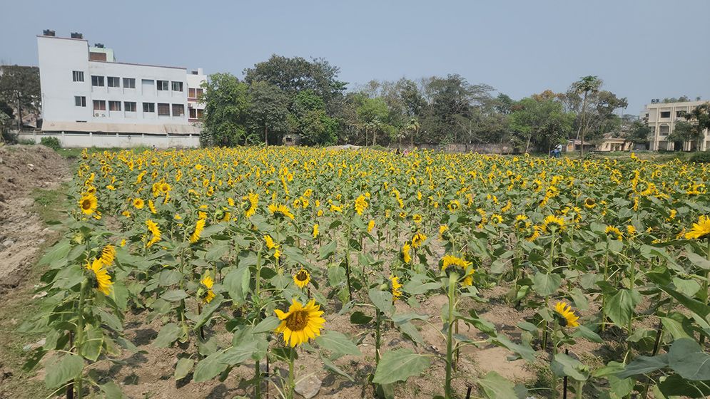 সূর্যমুখীর হাসিতে বদলে গেল ময়লার ভাগাড়