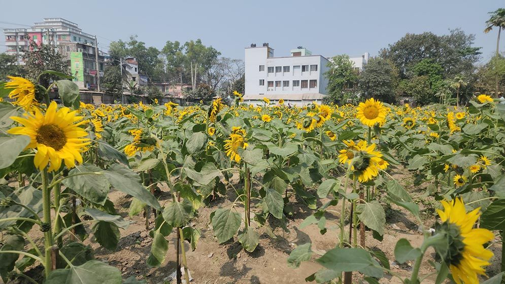 সূর্যমুখীর হাসিতে বদলে গেল ময়লার ভাগাড়