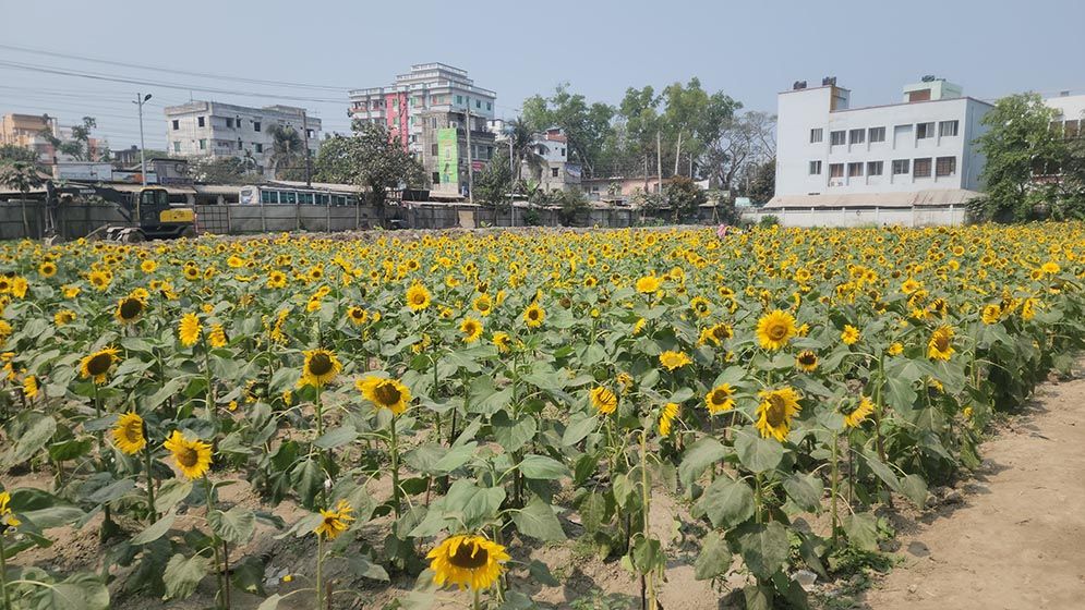 সূর্যমুখীর হাসিতে বদলে গেল ময়লার ভাগাড়