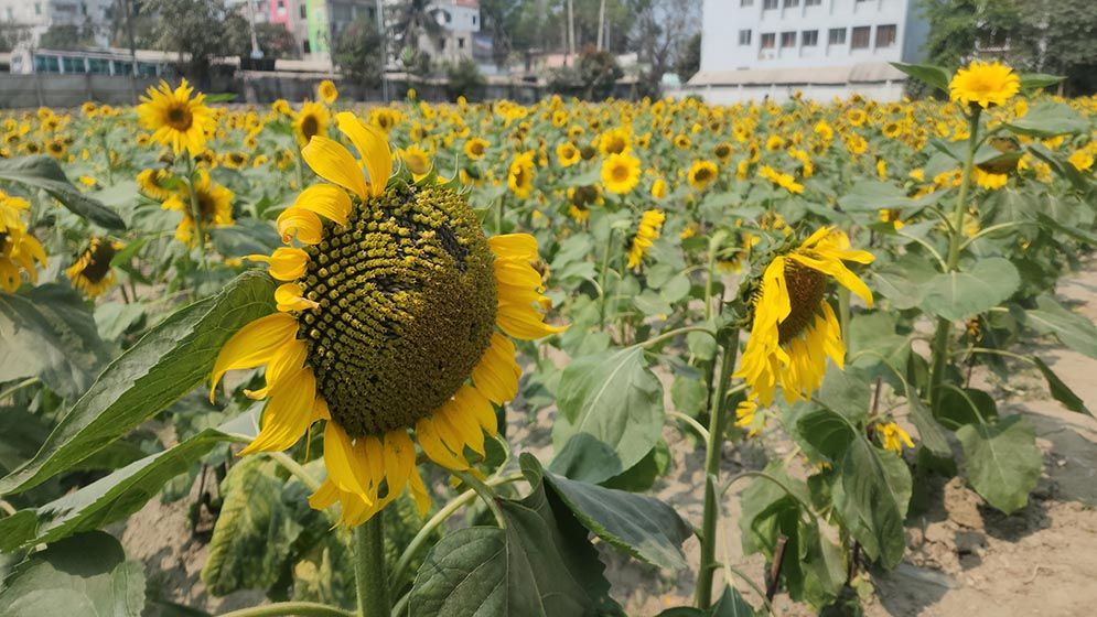 সূর্যমুখীর হাসিতে বদলে গেল ময়লার ভাগাড়