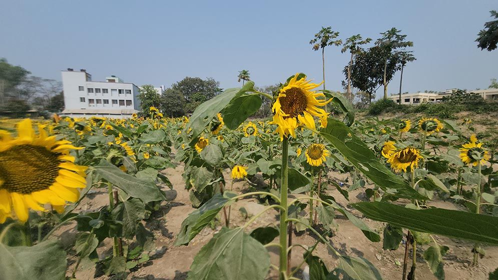 সূর্যমুখীর হাসিতে বদলে গেল ময়লার ভাগাড়