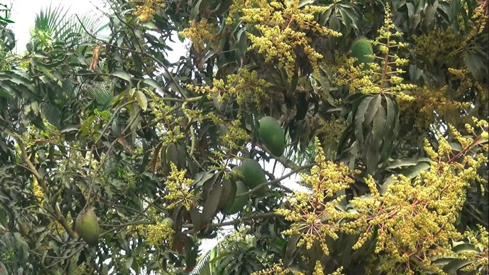 একই গাছে মুকুলের সঙ্গে ঝুলছে পরিপক্ব আম