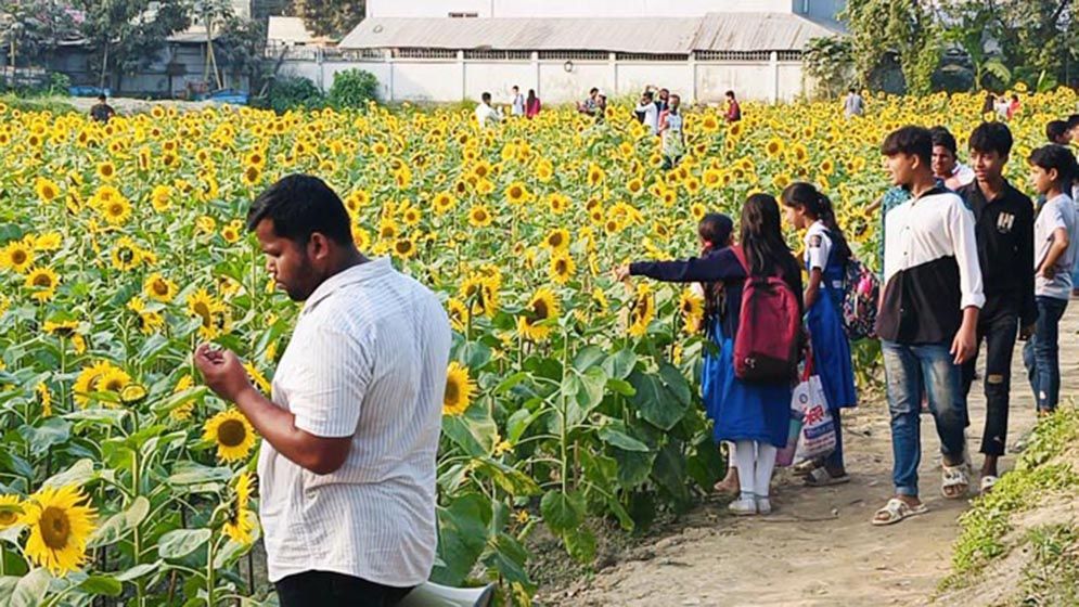 সূর্যমুখীর হাসিতে বদলে গেল ময়লার ভাগাড়