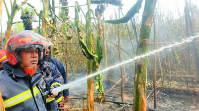 কালীগঞ্জে ১২ বিঘা পানের বরজ পুড়ে ছাই