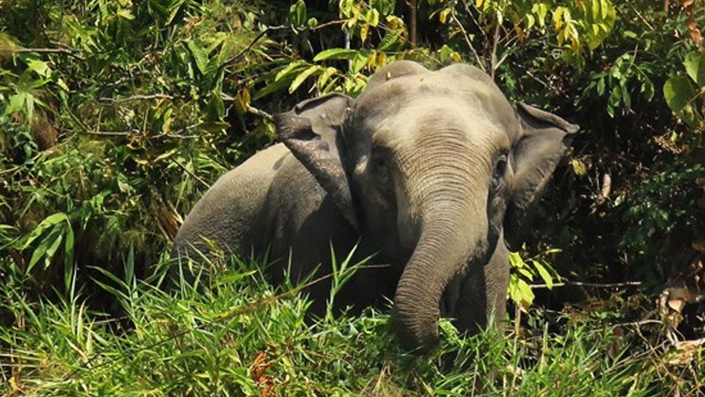 রাজস্থলীতে বন্যহাতির আক্রমণে কৃষক নিহত