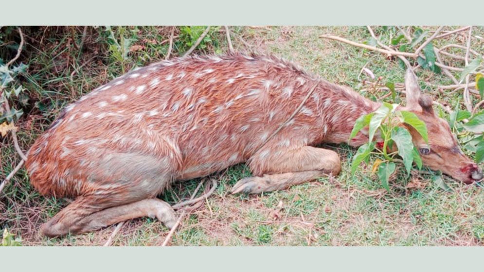 কুকুরের কামড়ে এক চিত্রা হরিণ জখম