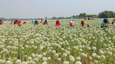 ফরিদপুরে ৪০০ কোটি টাকার ‘কালো সোনা’ বিক্রির আশা