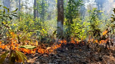 গারো পাহাড়ের বনে আগুন, পুড়ছে ক্ষুদ্র প্রাণী-গুল্মলতা গাছপালা