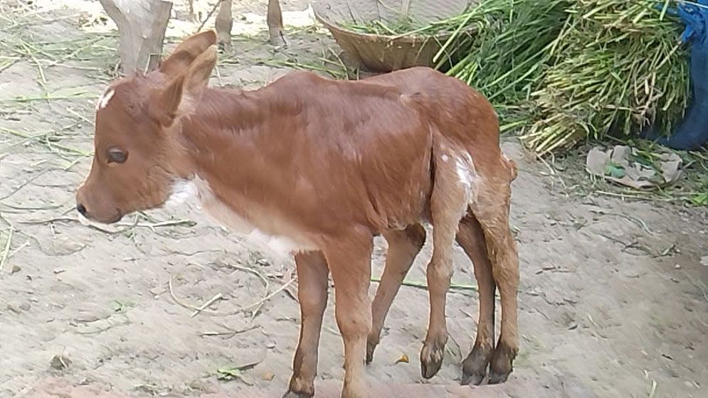 ছয় পা-বিশিষ্ট বাছুরের জন্ম