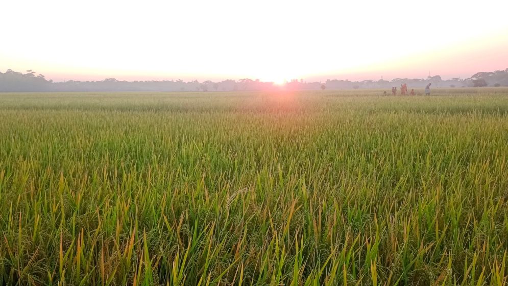 গোয়াইনঘাট হাওড়ে পানি সংকট, দুশ্চিন্তায় কৃষক