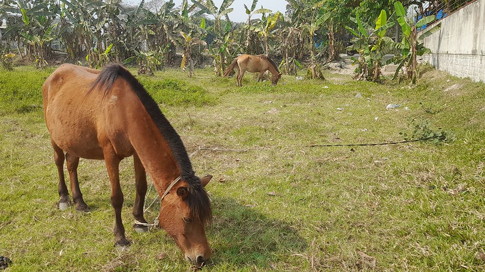 ঘোড়ার মাংস বিক্রি করে আলোচনায় দুই বন্ধু