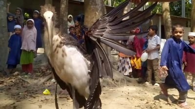 ‘মদনটাক’ জবাই করে মাংস ভাগাভাগির অভিযোগ