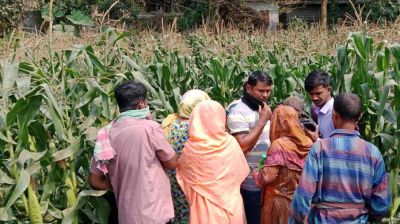 নিখোঁজের ৫ দিন পর বাড়ির পাশের ভুট্টা খেতে মিলল লাশ