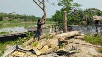 সরকারি গাছ কেটে নেওয়ার অভিযোগ বিএনপি নেতাদের বিরুদ্ধে