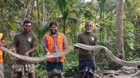 শরণখোলায় মিলল ২০ ফুট লম্বা অজগর