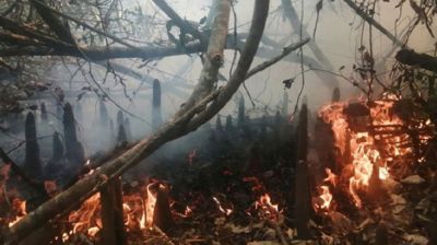 আগুন লাগায় মৌয়াল ও মৎস্যজীবীরা!