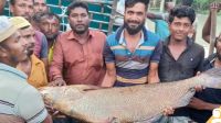 এক মাছের দাম ১০ লাখ টাকা!