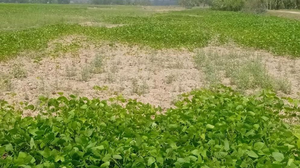 রামগতি-কমলনগরে সয়াবিন চাষে লক্ষ্যমাত্রা অর্জনে শঙ্কা