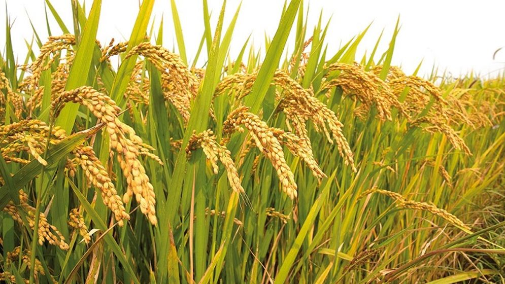 গোয়ালন্দে রাসেল ভাইপার আতঙ্ক, ফসল ঘরে আনতে পারছেন না কৃষক
