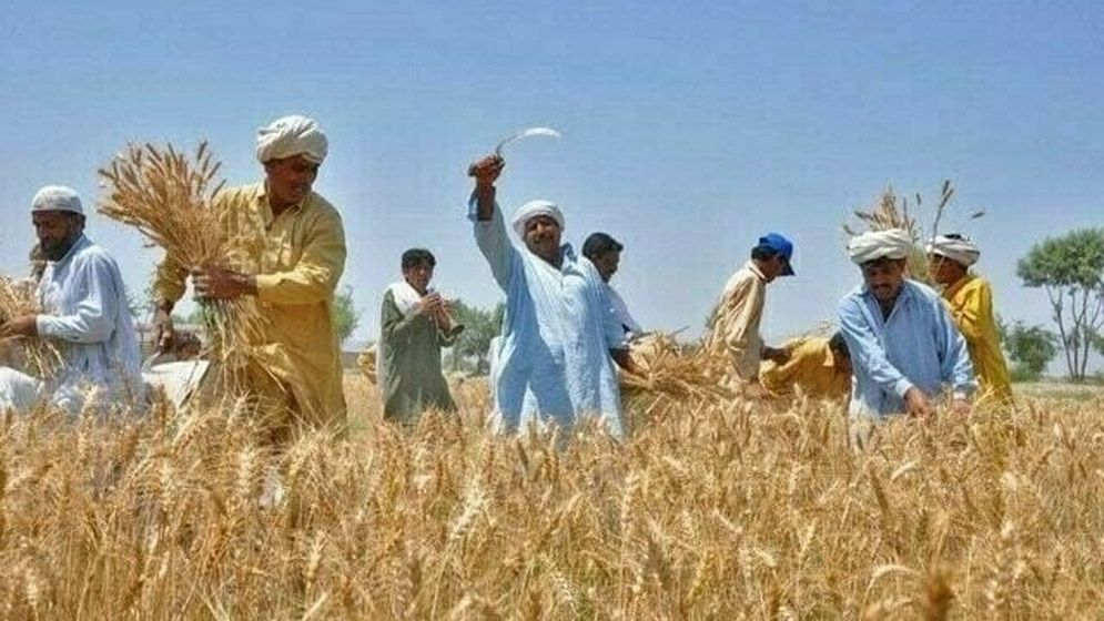 গমের দাম নিয়ে পাঞ্জাবজুড়ে কৃষকদের বিক্ষোভ