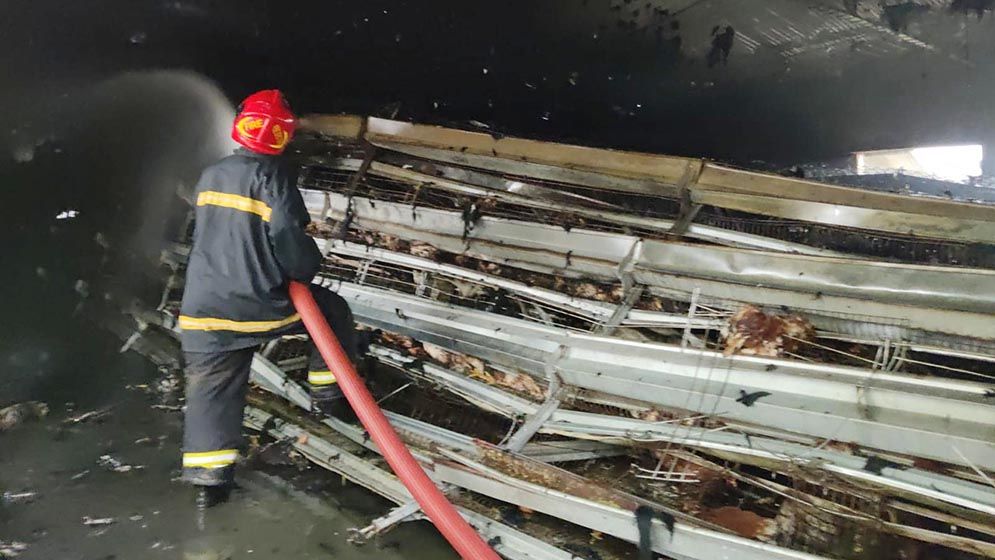 যশোরে ৫০ হাজার মুরগি পুড়ে ছাই