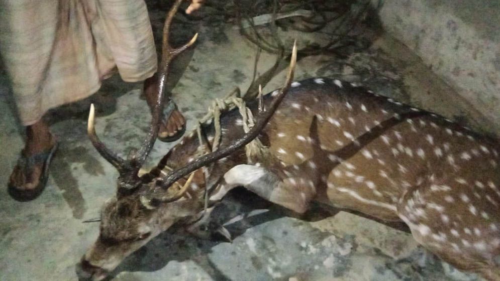 লোকালয় থেকে ধরা মায়াবি হরিণ সংরক্ষিত বনে অবমুক্ত