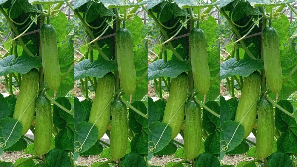 গরমে সুস্থ থাকতে যেসব সবজি খাবেন