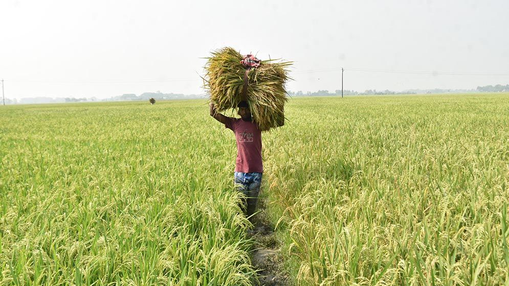 দিগন্তজোরা মাঠে সোনালী আভা