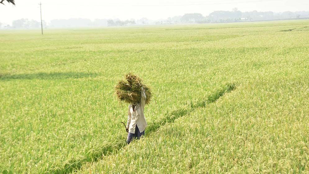 দিগন্তজোরা মাঠে সোনালী আভা