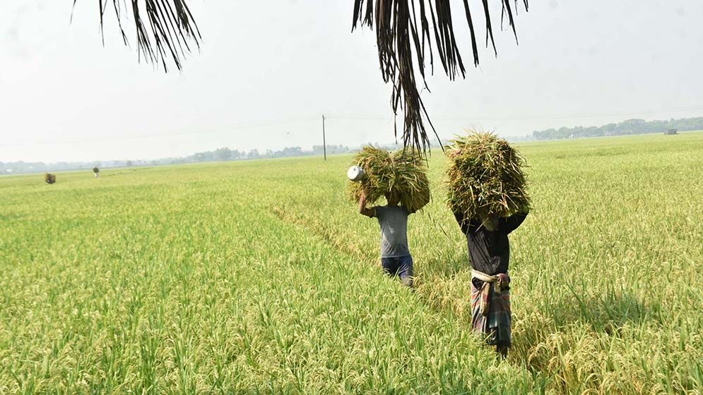 দিগন্তজোরা মাঠে সোনালী আভা