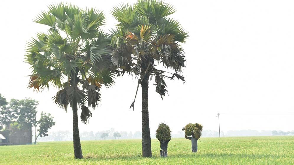 দিগন্তজোরা মাঠে সোনালী আভা