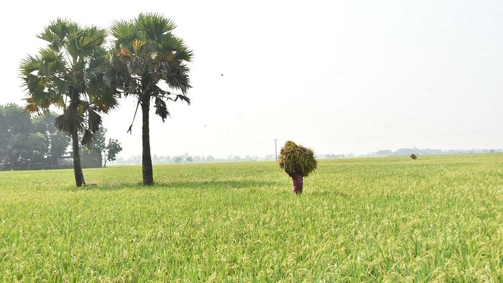 দিগন্তজোরা মাঠে সোনালী আভা