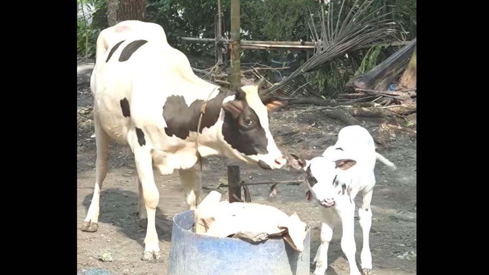 সিজারিয়ান অস্ত্রোপচারে গাভীর বাচ্চা জন্ম, এলাকায় চাঞ্চল্য