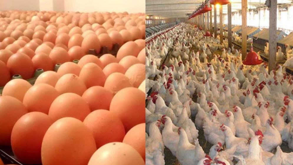 ১০ শর্তে ডিম ও মুরগি উৎপাদন বন্ধের ঘোষণা প্রত্যাহার খামারিদের
