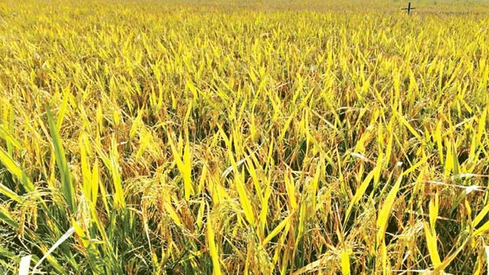 রাণীনগরে বিস্তীর্ণ ধানের খেতে দোলা দিচ্ছে কৃষকের রঙিন স্বপ্ন