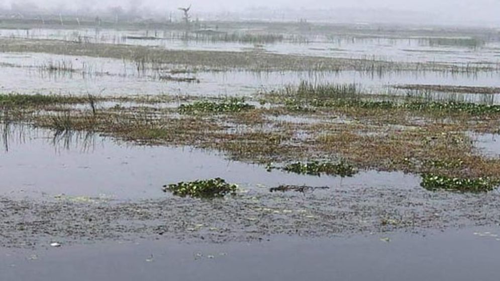 যশোরের দুঃখ ভবদহ এলাকা পরিদর্শন করলেন ৩ উপদেষ্টা