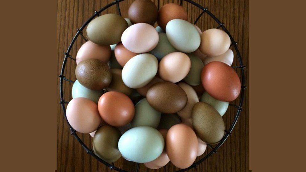 মুরগির ডিমের রং বিভিন্ন হয় কেন?