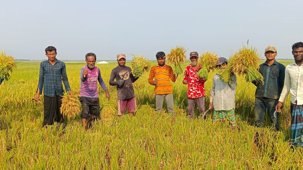 সুনামগঞ্জের হাওড়ে চলছে বোরো ধান কাটার উৎসব