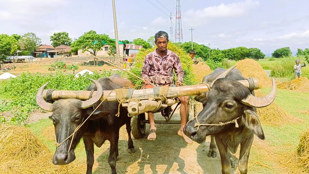 সুনামগঞ্জের হাওড়ে চলছে বোরো ধান কাটার উৎসব