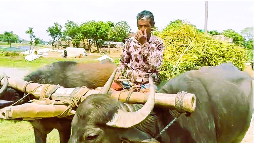 সুনামগঞ্জের হাওড়ে চলছে বোরো ধান কাটার উৎসব