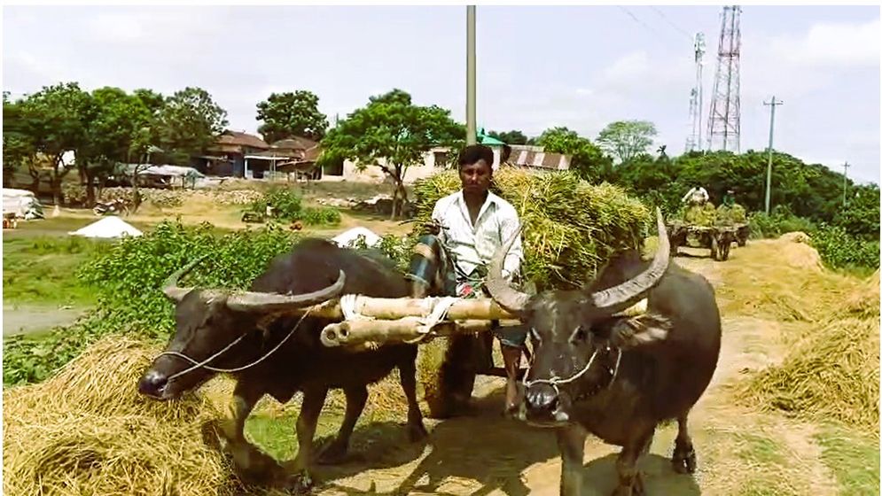 সুনামগঞ্জের হাওড়ে চলছে বোরো ধান কাটার উৎসব