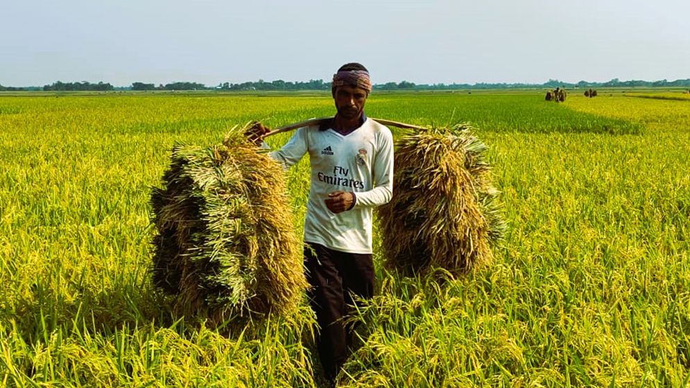 সুনামগঞ্জের হাওড়ে চলছে বোরো ধান কাটার উৎসব