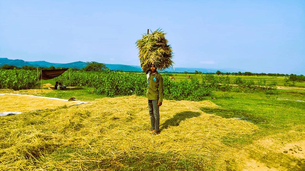 সুনামগঞ্জের হাওড়ে চলছে বোরো ধান কাটার উৎসব