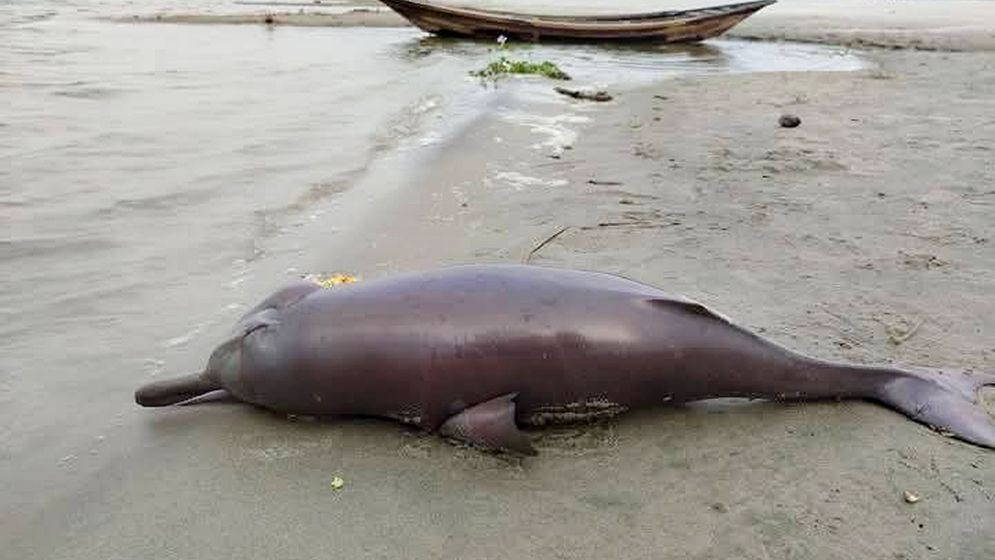 রাজশাহীর পদ্মায় ভেসে এলো মৃত ডলফিন