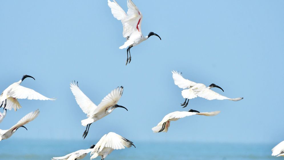 বিপন্ন বন্যপ্রাণীর ৪০ শতাংশ সংরক্ষিত এলাকার বাইরে