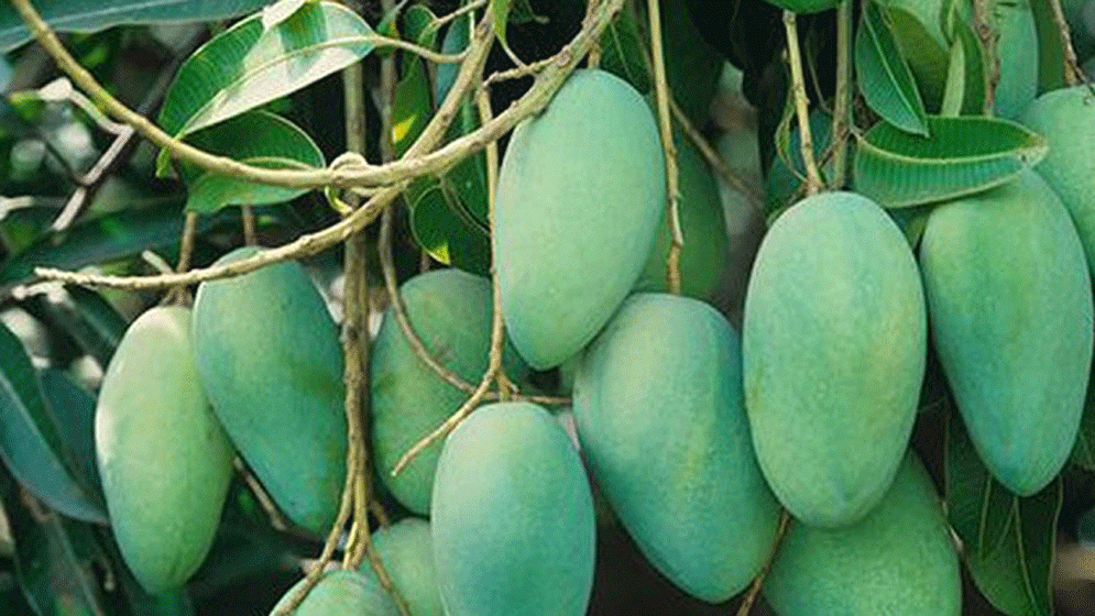 কোন সময় আম খাওয়া উচিত নয়