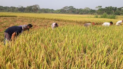 বোরোর বাম্পার ফলনে কৃষকের মুখে হাসি