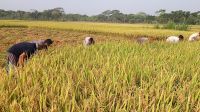 বোরোর বাম্পার ফলনে কৃষকের মুখে হাসি
