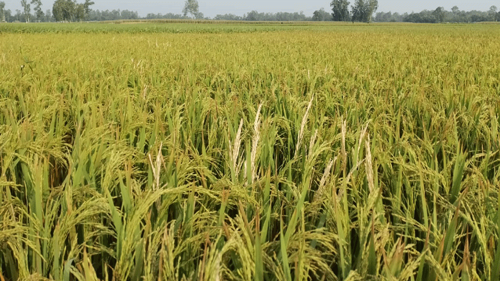 হঠাৎ আধা ঘণ্টার শিলাবৃষ্টিতে বোরো ধানের ব্যাপক ক্ষতি